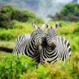 Kenya